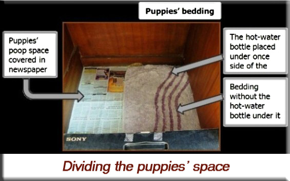 Devna Arora - Dividing the puppies' space
